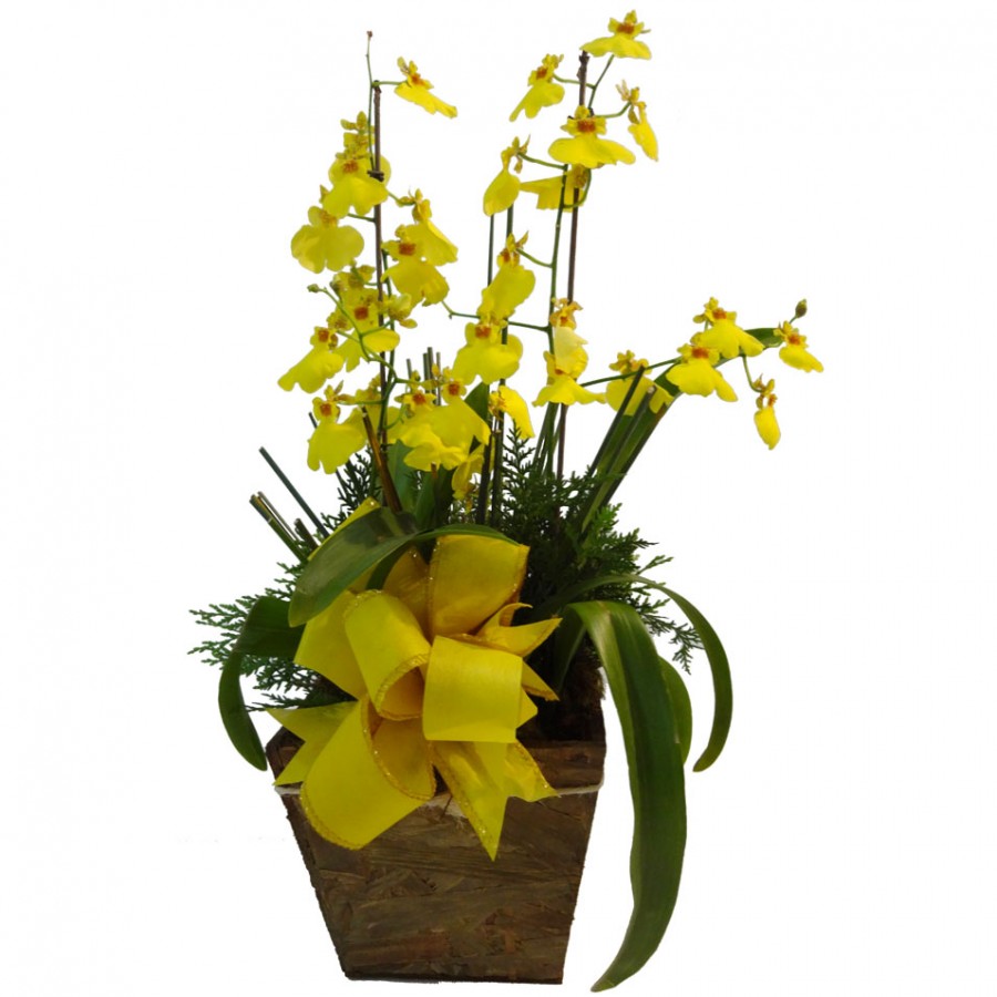 013-orquashydea-chuva-de-ouro-a-900x900.