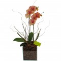 Orquídea Rajada no Vidro