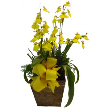 Orquídea Amarela Chuva de Ouro