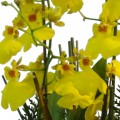 Orquídea Amarela Chuva de Ouro