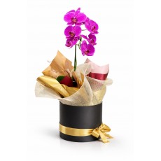 Arranjo Elegante de Orquídea Phalaenopsis