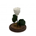 Rosa Encantada