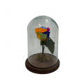 Rosa Encantada