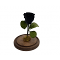 Rosa Encantada