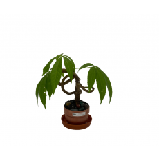 Mini Bonsai - Paineira