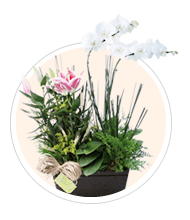 Flores em Vaso