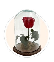 Rosa Encantada 
